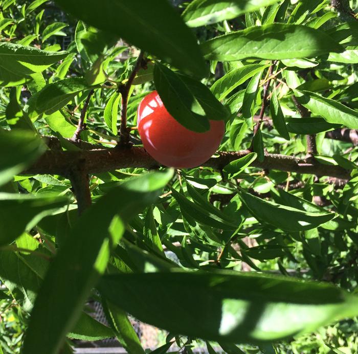 Perfect peach