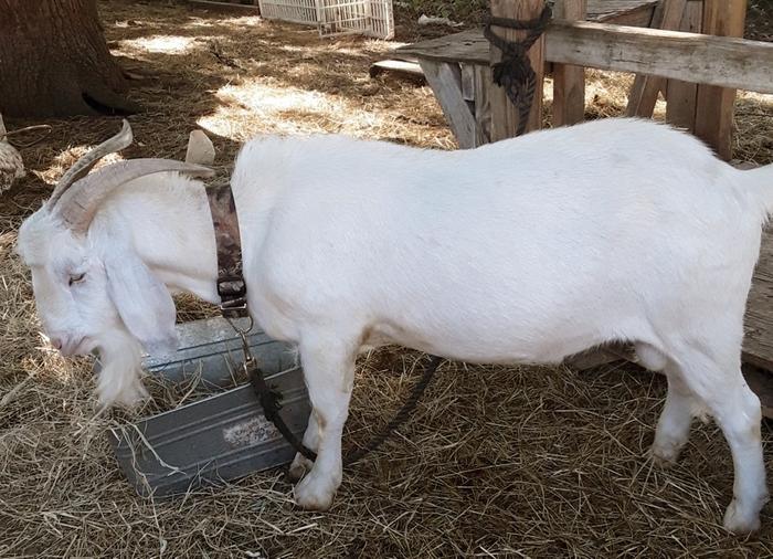 Thor at 18 months