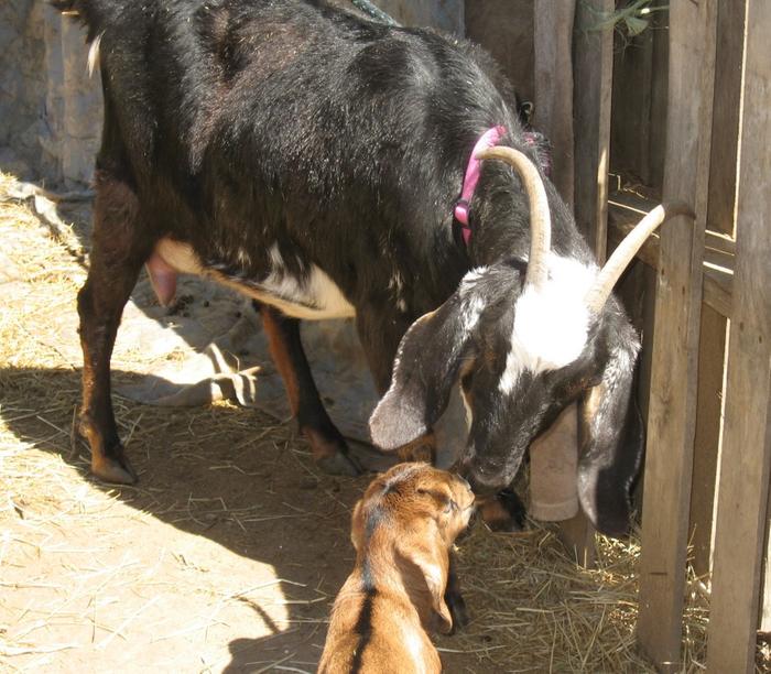 Fauna and he baby