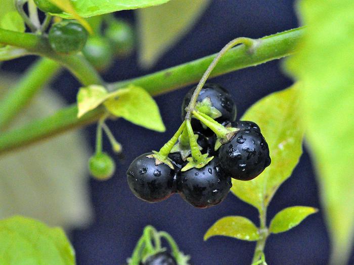 [Thumbnail for Solanum_ptychanthum_5437070.png]