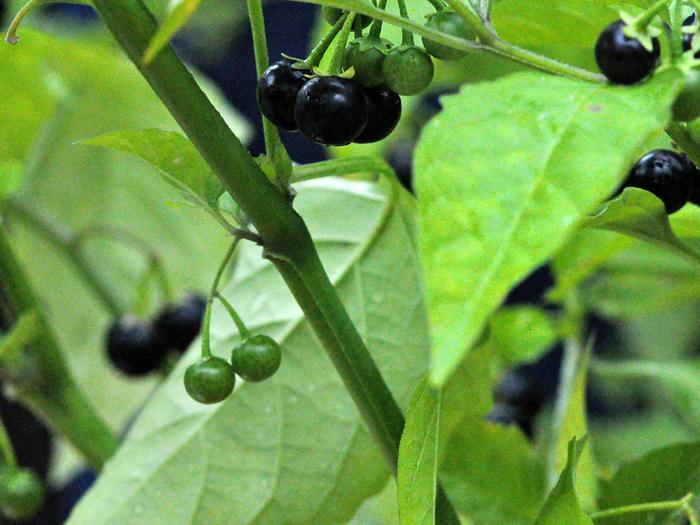 [Thumbnail for Solanum_ptychanthum_5437071.png]