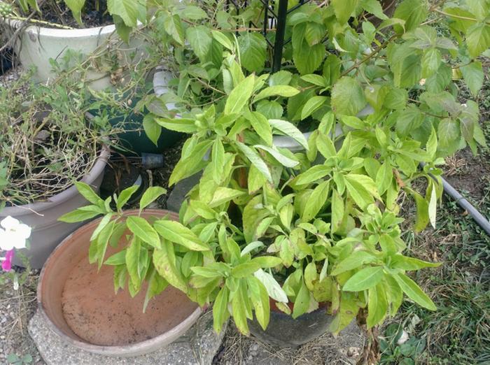 Gynura procumbens (longevity spinach or longevity greens) in container 4