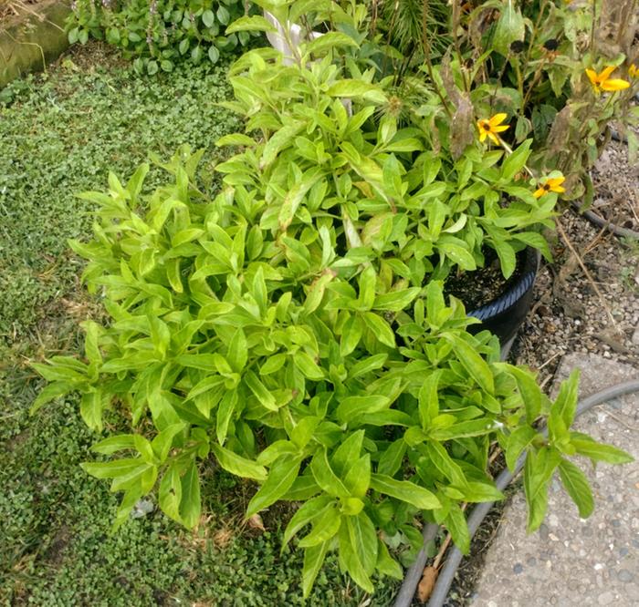 Gynura procumbens (longevity spinach or longevity greens) in container 3