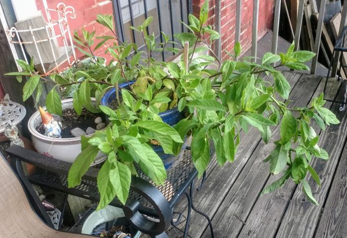 Gynura procumbens (longevity spinach or longevity greens) in container 2