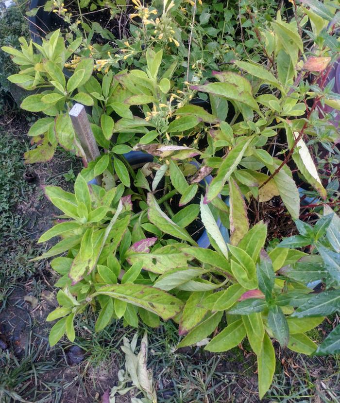 Gynura procumbens (longevity spinach or longevity greens) in container 1