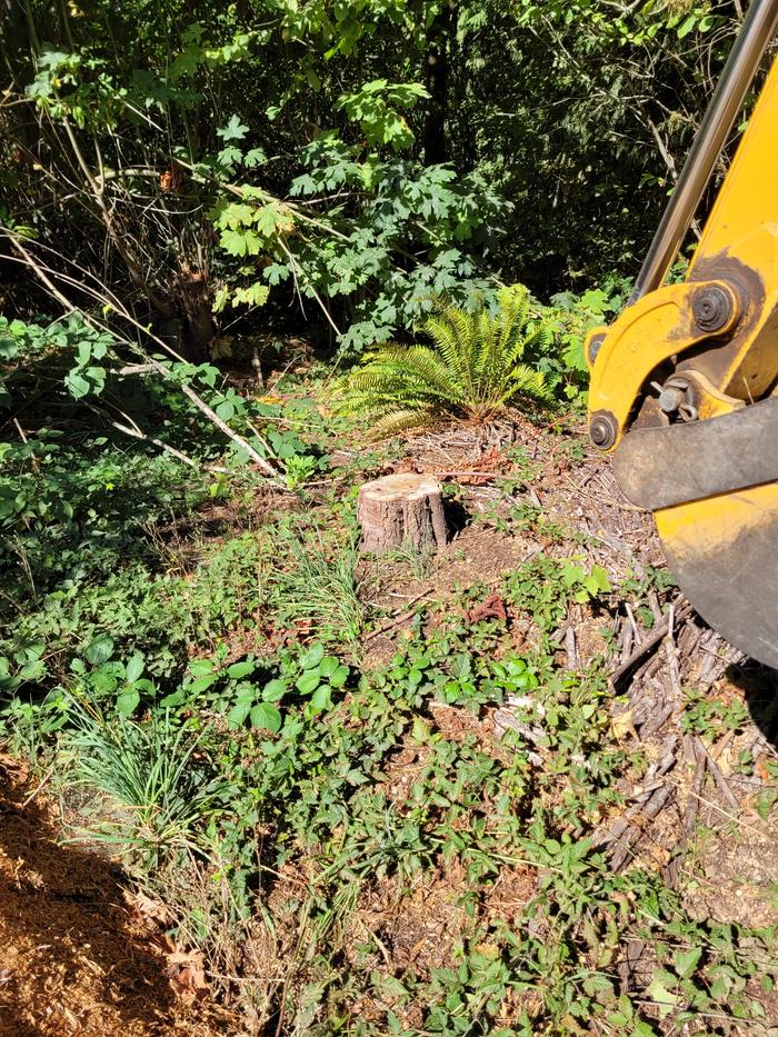 Stump prior to removal.