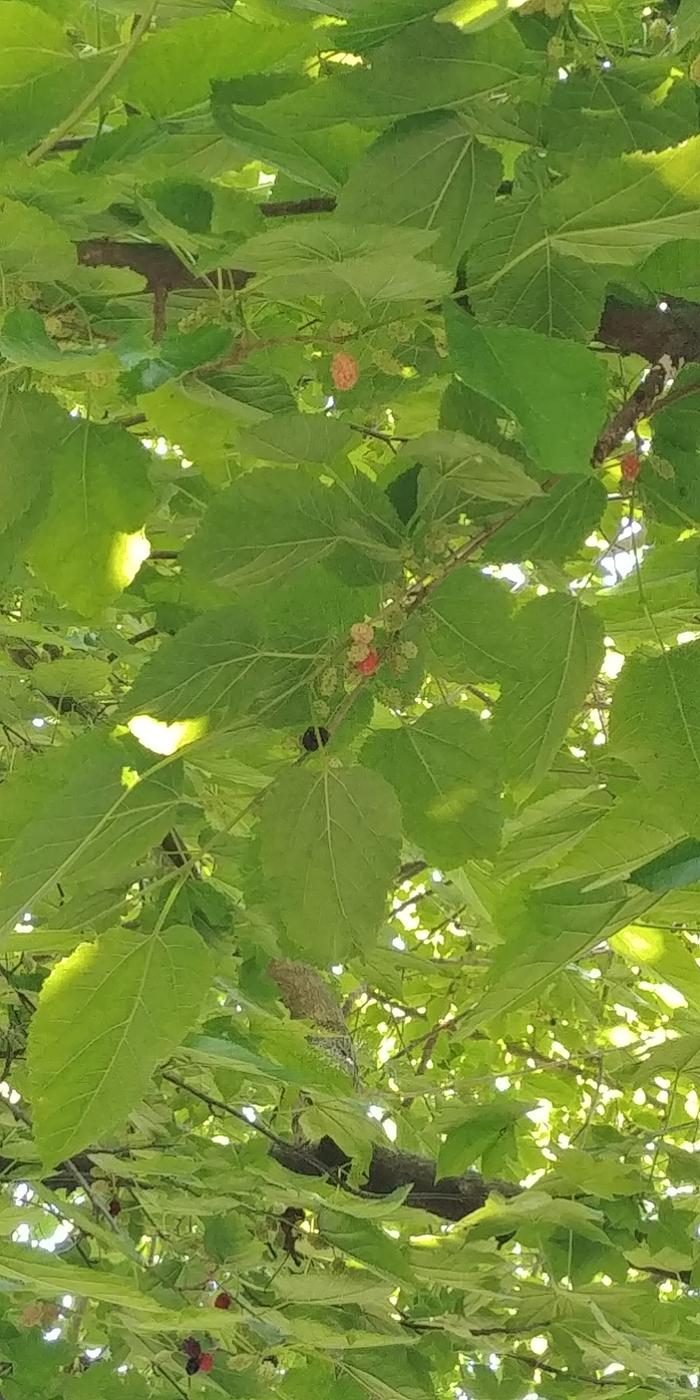 [Thumbnail for 0531201307.jpg]