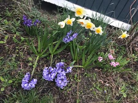 spring flowers from bulbs