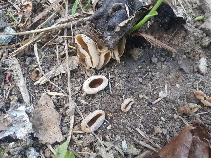 Weird fungi 2