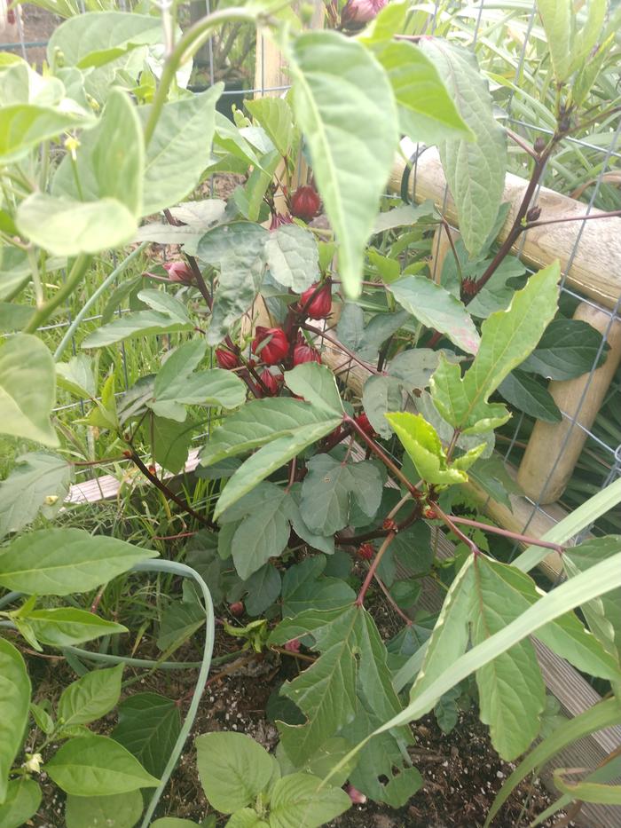 Roselle flowering too early.