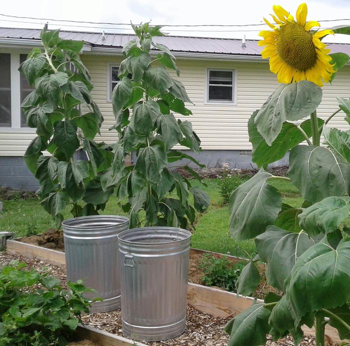 Rostov sunlower, plus 2 Manmouth Russian sunflowers still growing.