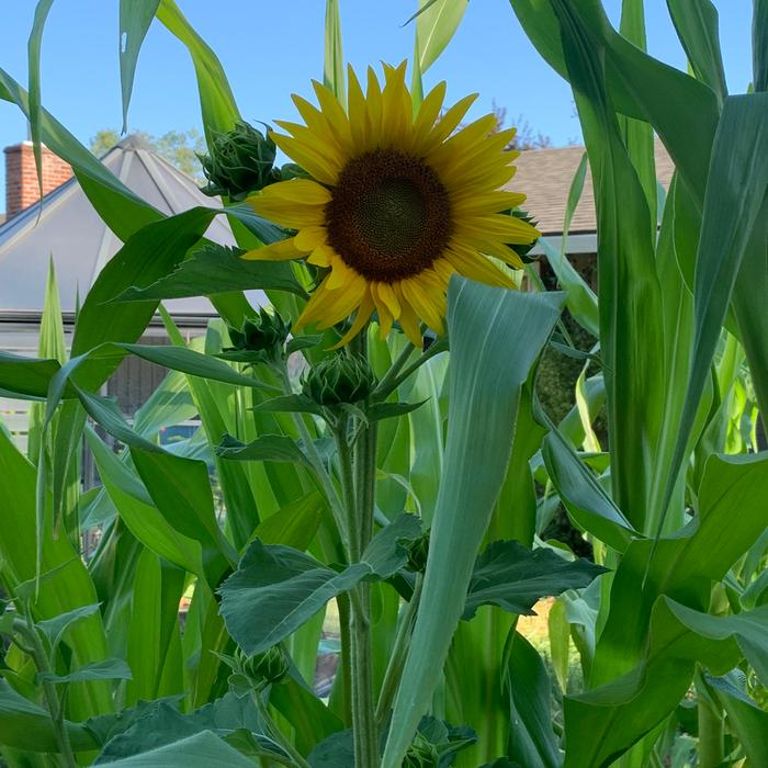 Sunflower that hitched a ride in the horse manure for the 3 Sisters bed