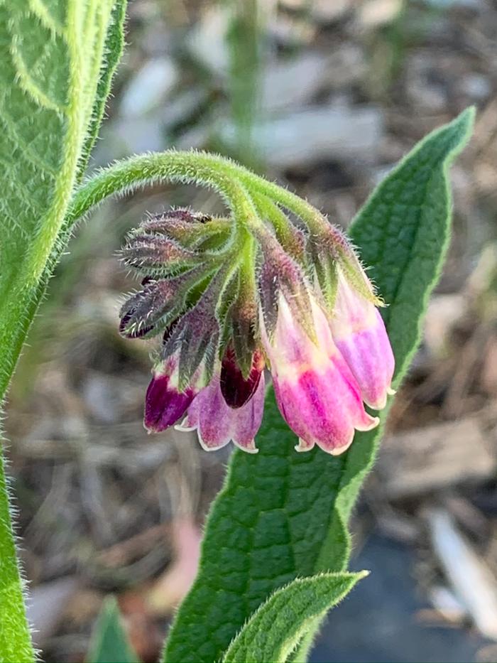 Comfrey