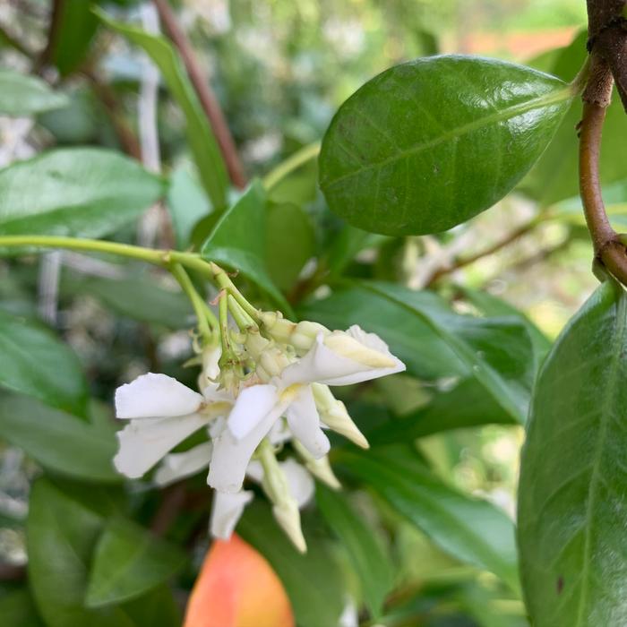 Star jasmine - the scent is intoxicating