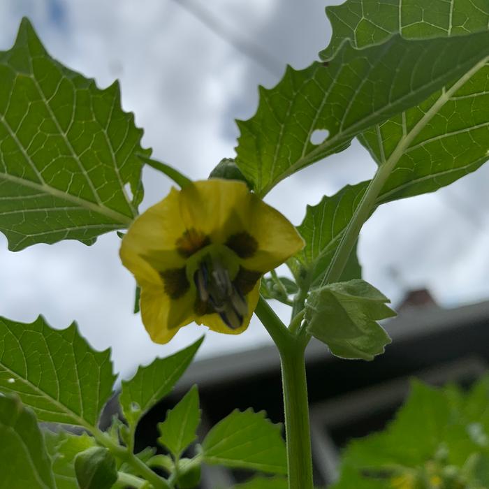 Tomatillo