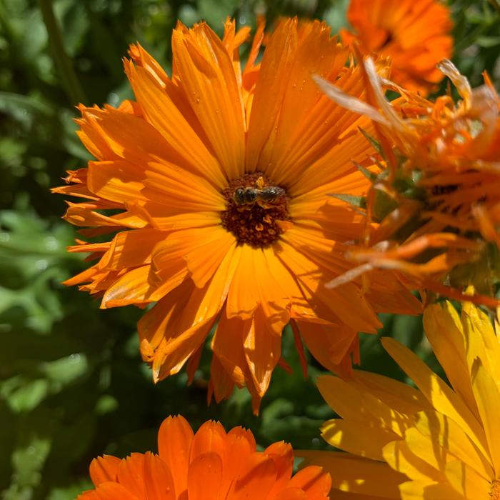 Calendula