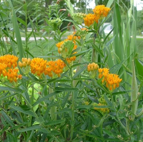 Bloom the 2nd time this year. I saw monarchs arriving recently.