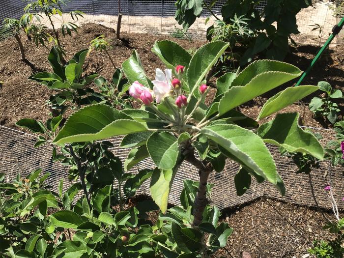 Anna Apple blossoms