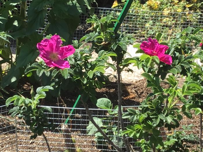 Rose Ragusa produce lots of large rosehips
