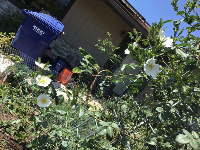 Climbing. Rose, that produce a lot of hips