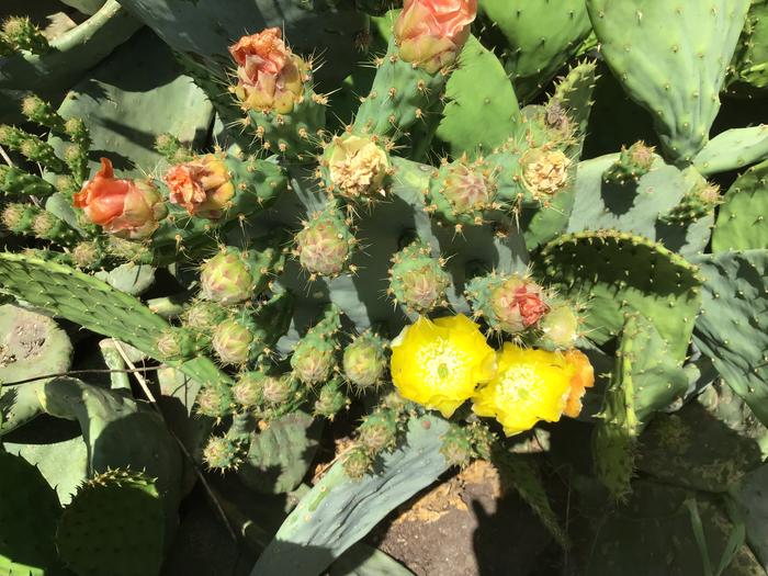 Prickly pear flowers and the beginning of fruit