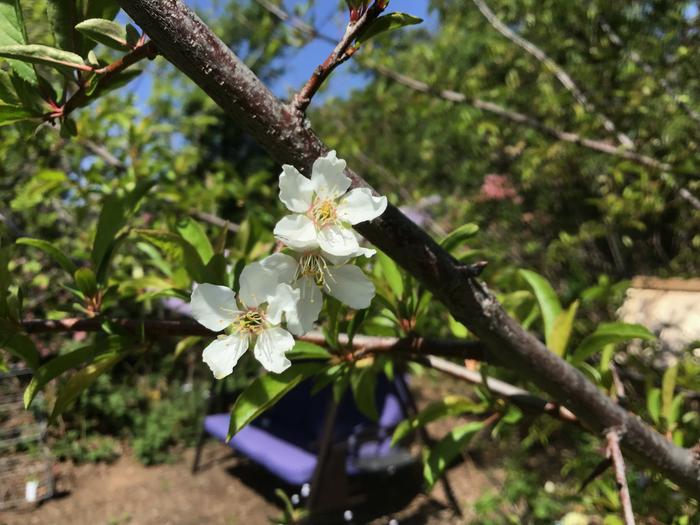 Plum blossoms