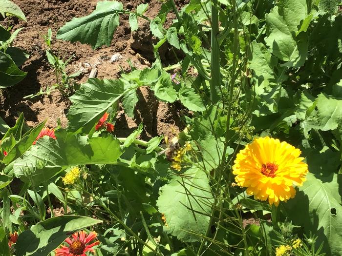 Calendula
