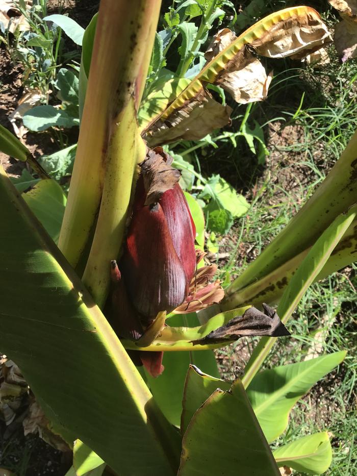 Banana flower