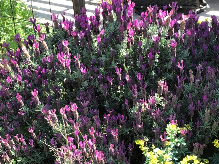 French Lavender