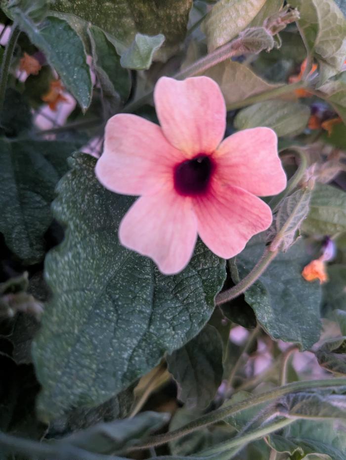 black eyed Susan 