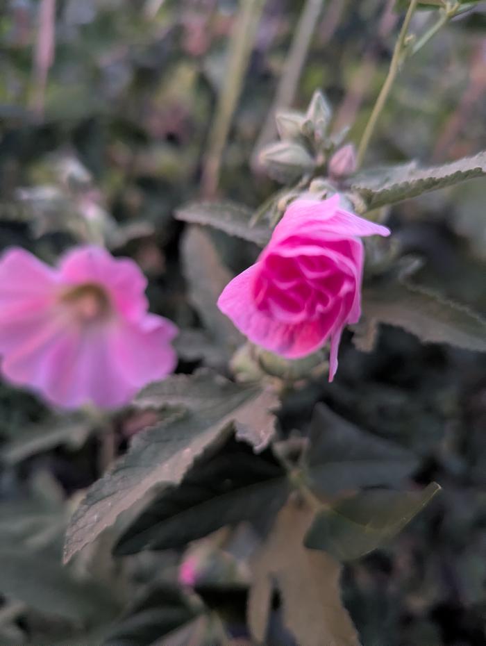 hollyhock 