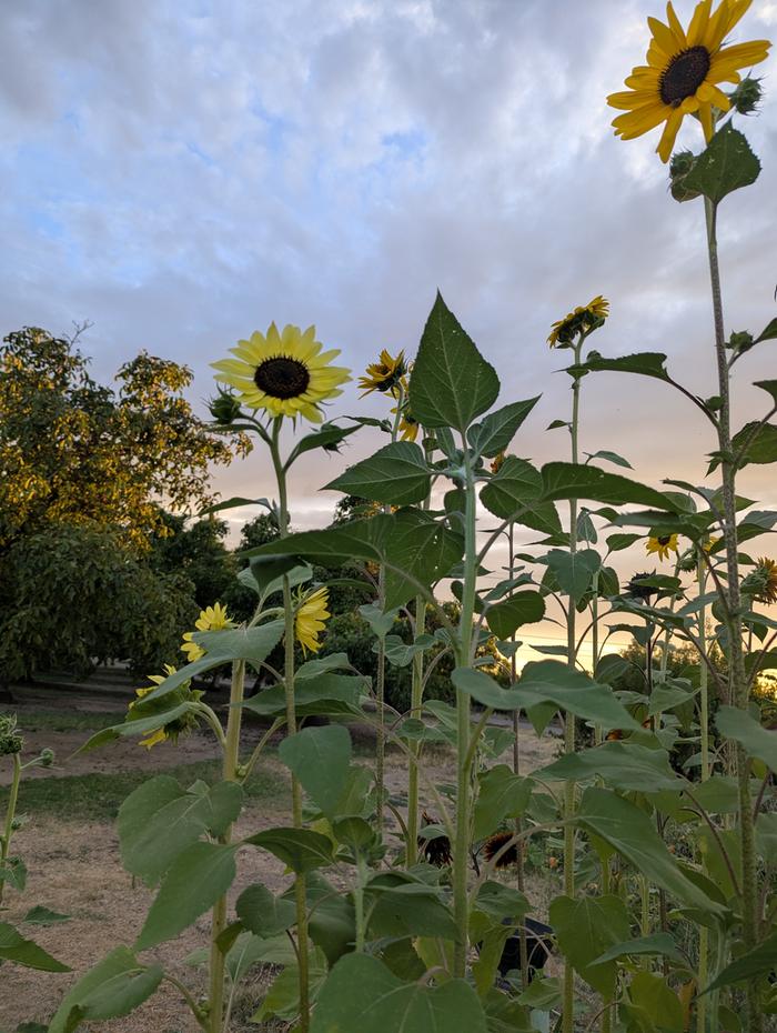 sunflower 