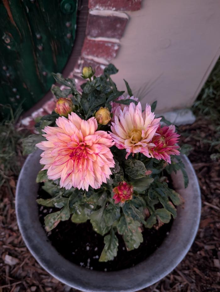 Dalia 