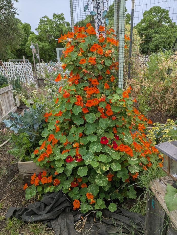 nasturtium 