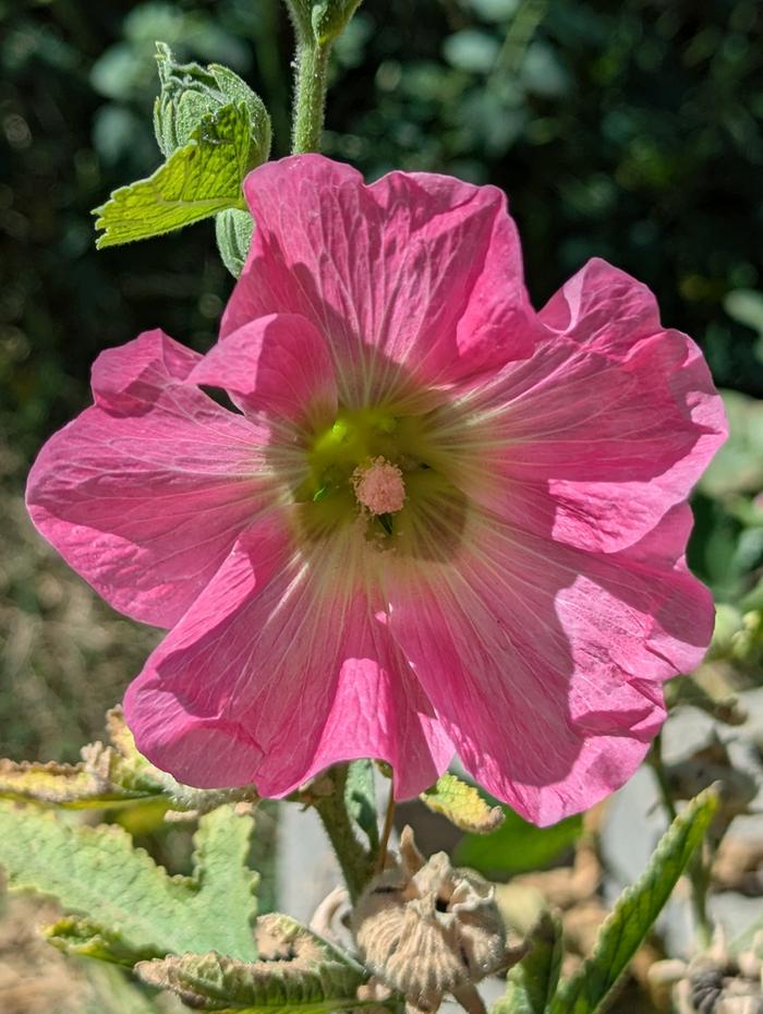 hollyhock 