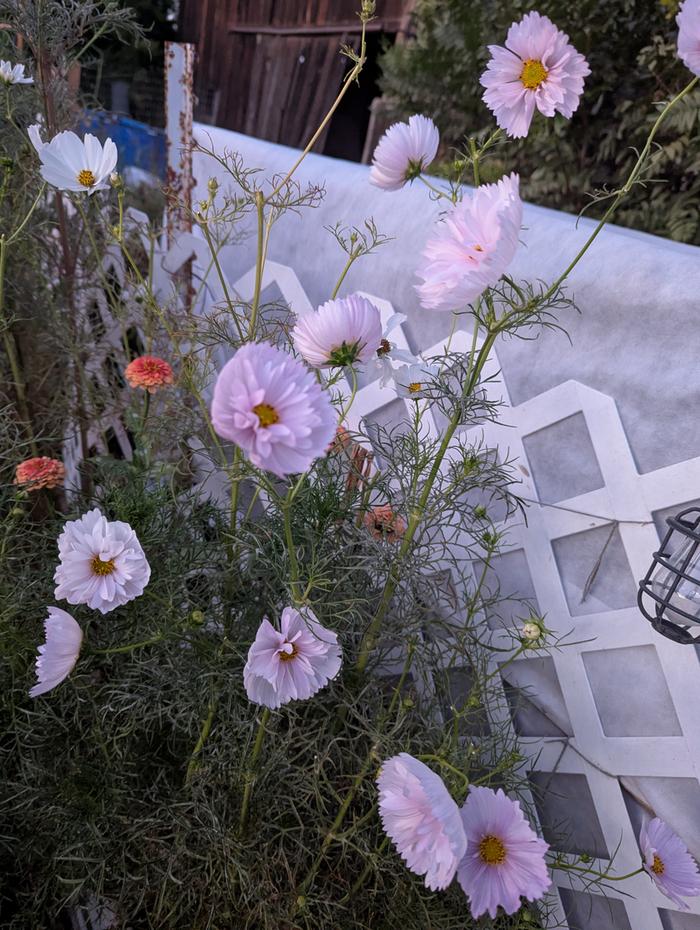 cosmos 
