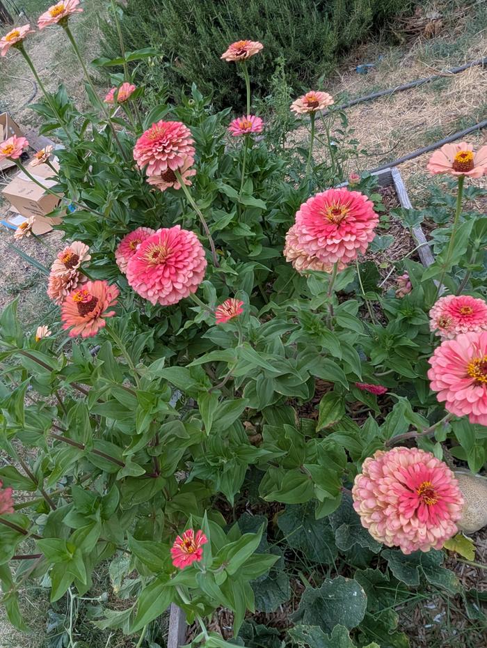 large self seeded zinnia 