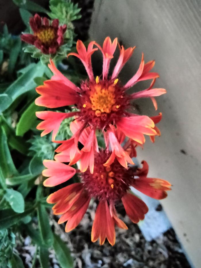 blanket flower 