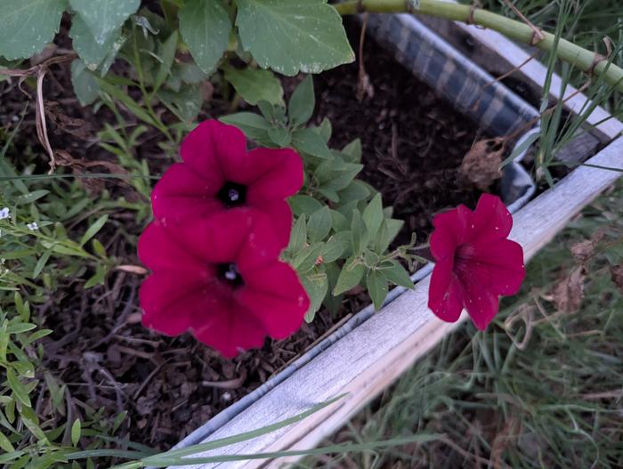 I grew these petunias from seed