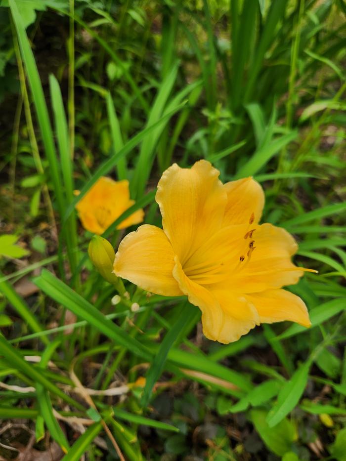 Lily