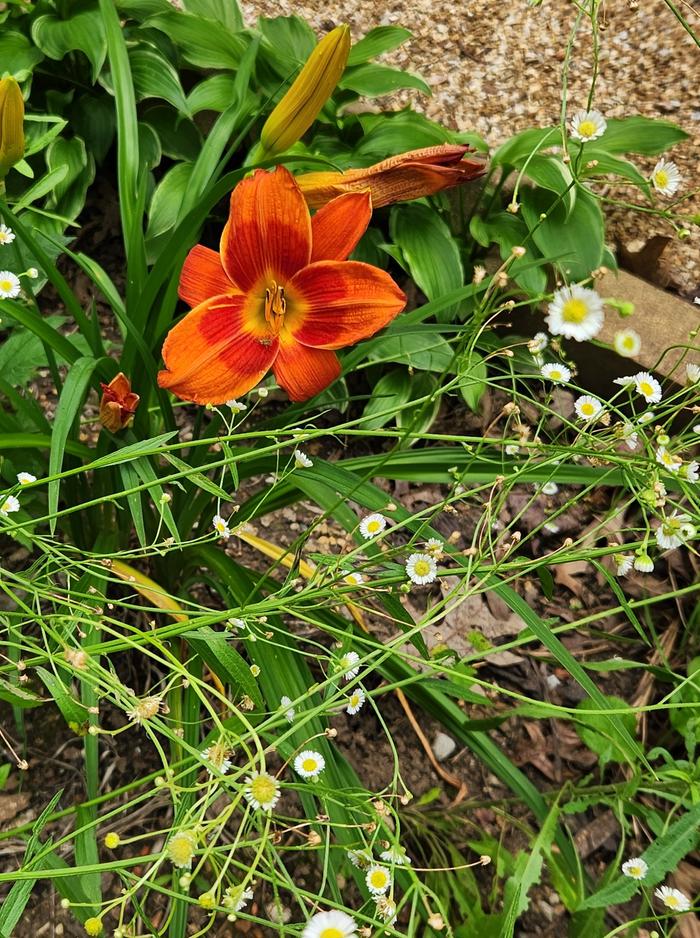 Lily &amp; fleabane