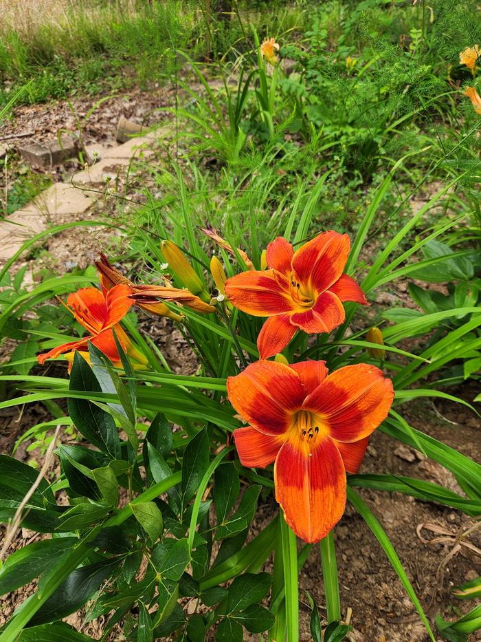 Mo' lilies