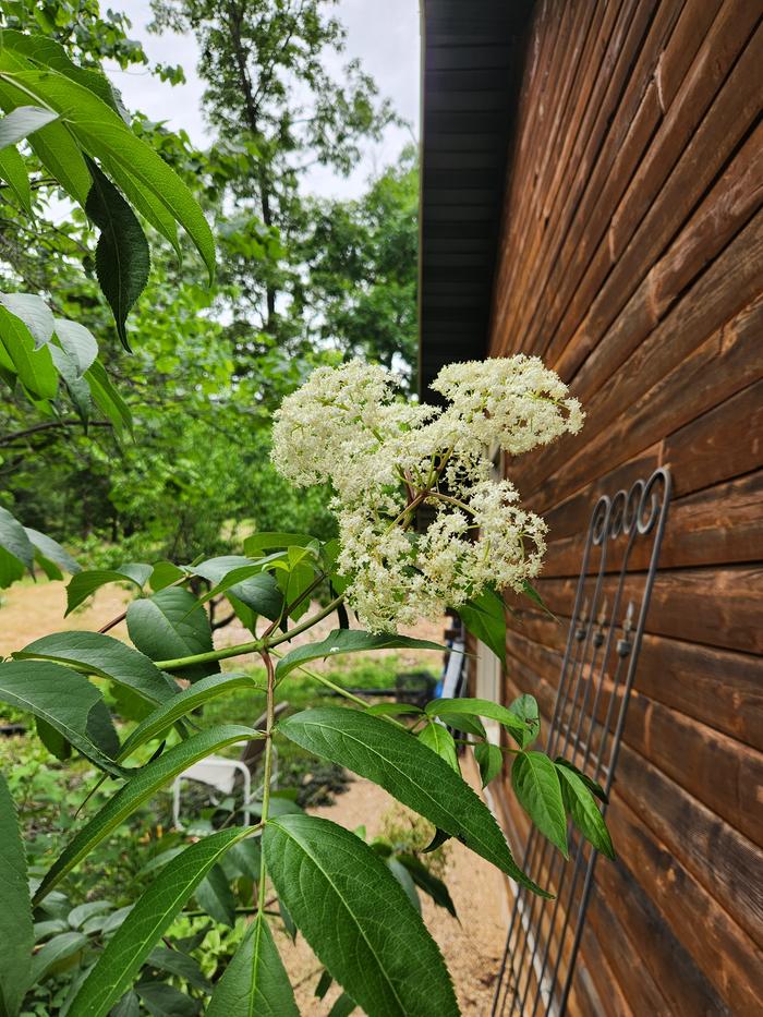 Elder Flowers