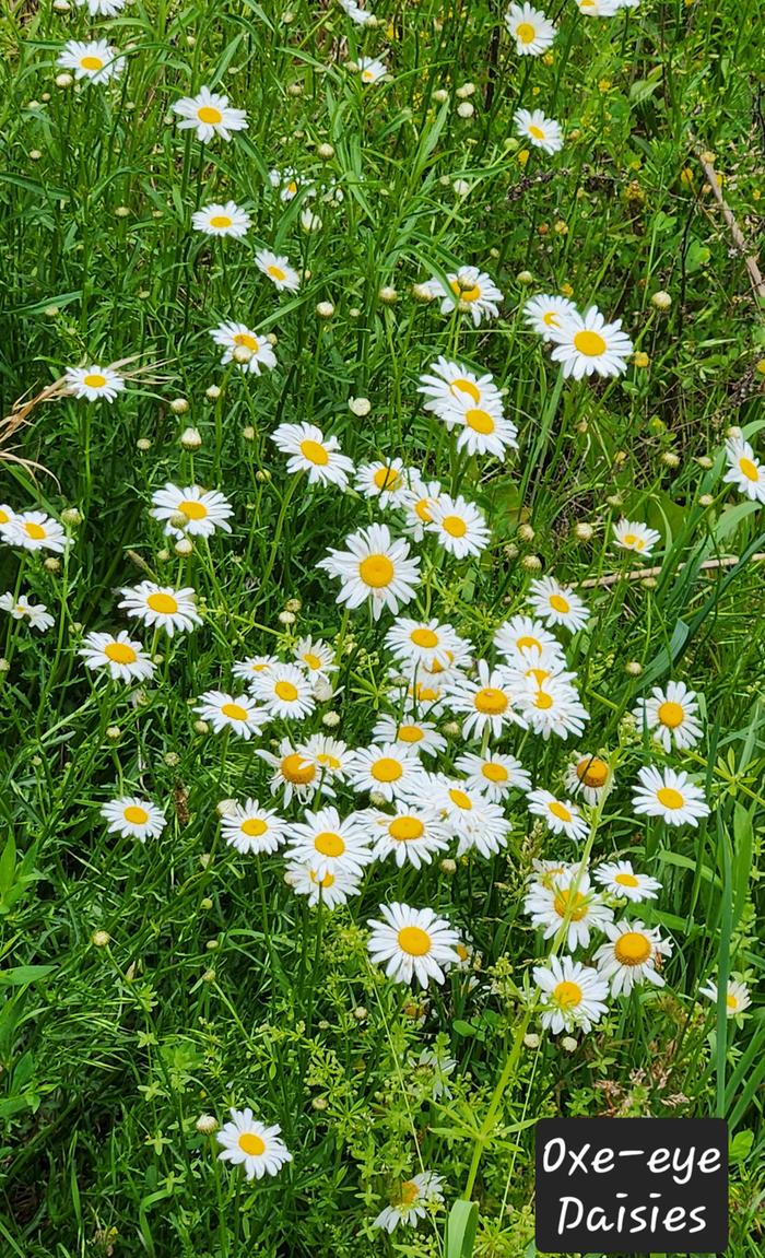 Oxe-eye Daisies