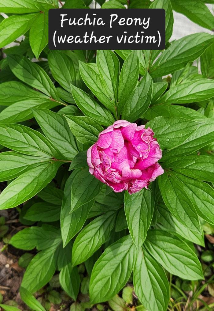 Peony - on its way out...