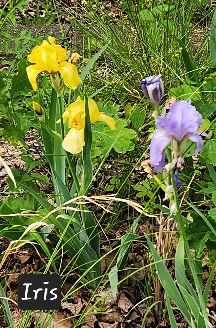 Ah, yellow &amp; purple, together...