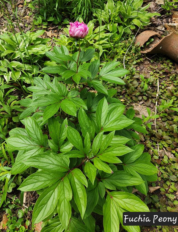 Peony