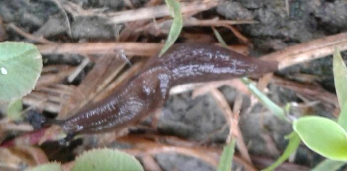 slug in enviroment