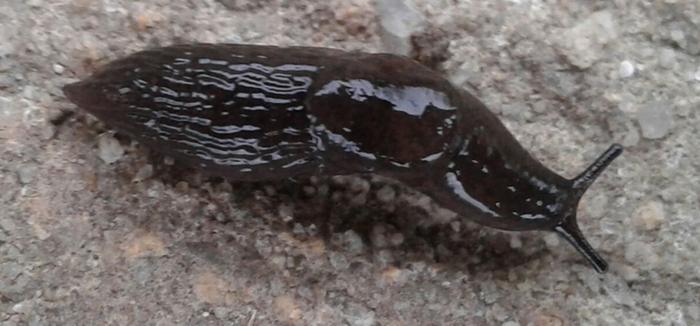 slug on concrete