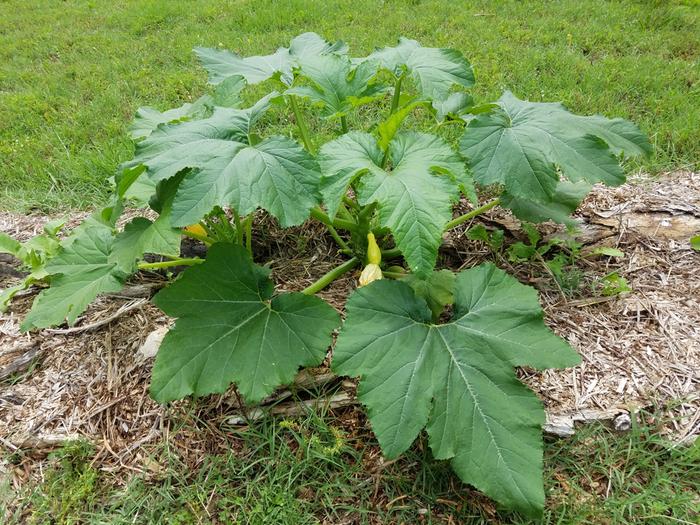 super healthy squash plant with aphids